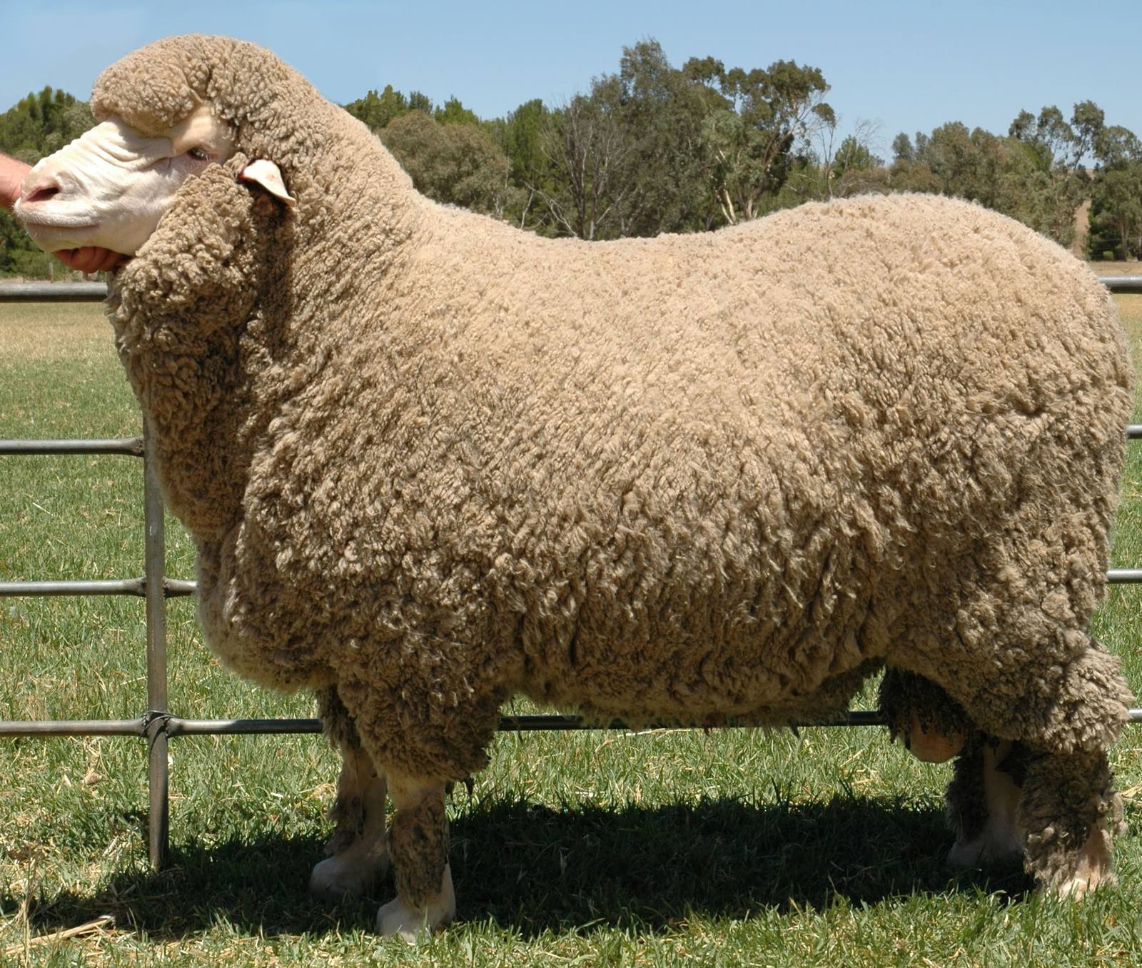 A poll merino ram standing in a paddock in full fleece.