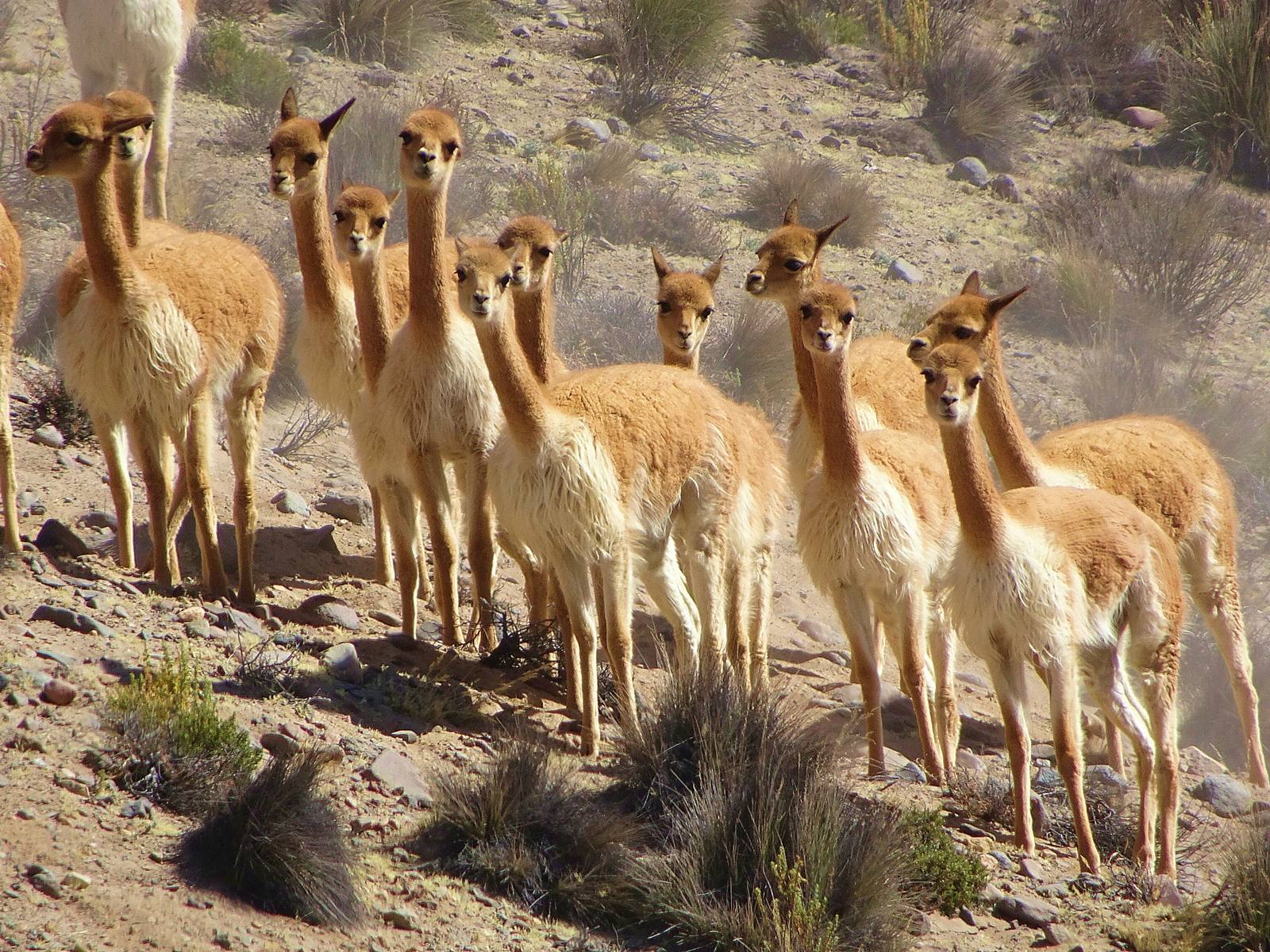 A group of vicuñas standing on a rocky slope in the Arequipa region of Peru.
